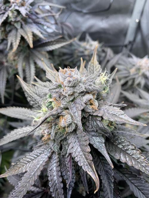 Blueberry pancakes indoor HSC. Week 13 - Tag 90 / BT 48