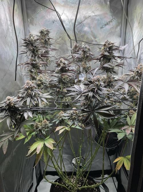 Blueberry pancakes indoor HSC. Week 13 - Tag 90 / BT 48