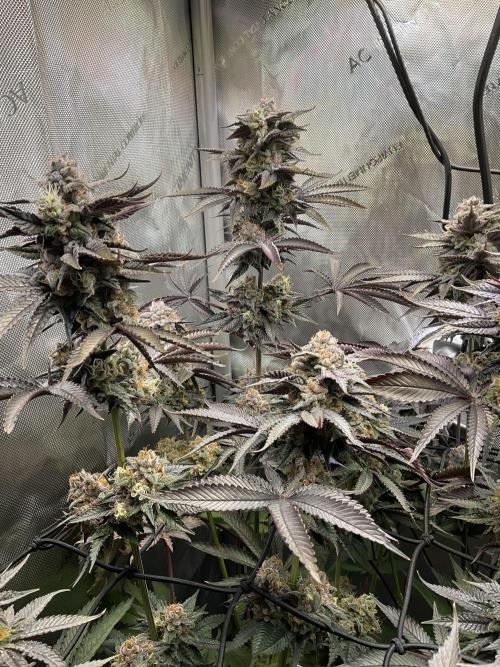 Blueberry pancakes indoor HSC. Week 13 - Tag 90 / BT 48