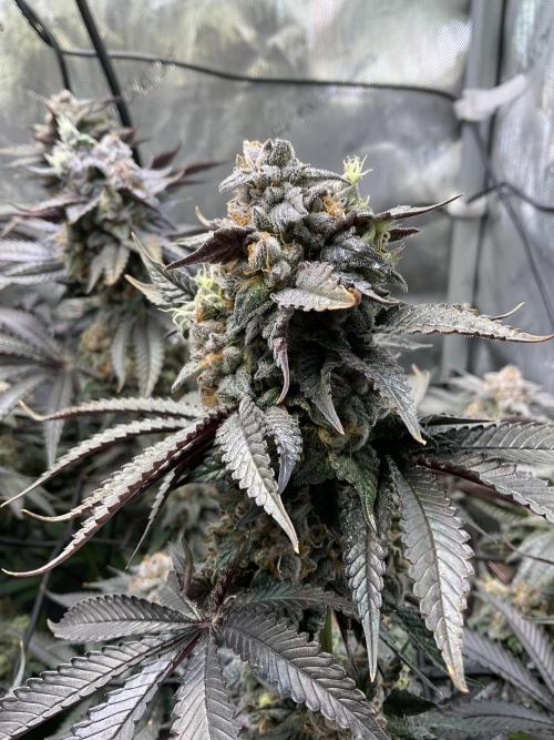 Blueberry pancakes indoor HSC. Week 13 - Tag 90 / BT 48