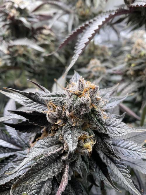 Blueberry pancakes indoor HSC. Week 13 - Tag 90 / BT 48