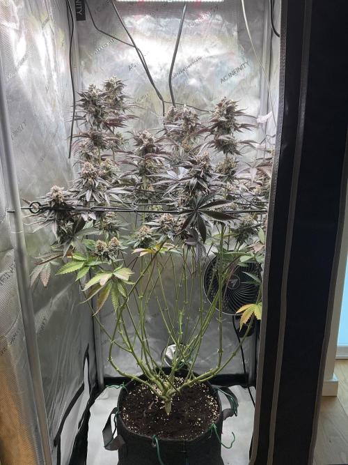 Blueberry pancakes indoor HSC. Week 13 - Tag 90 / BT 48