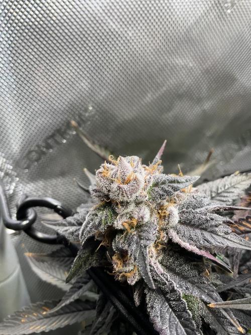 Blueberry pancakes indoor HSC. Week 13 - Tag 90 / BT 48