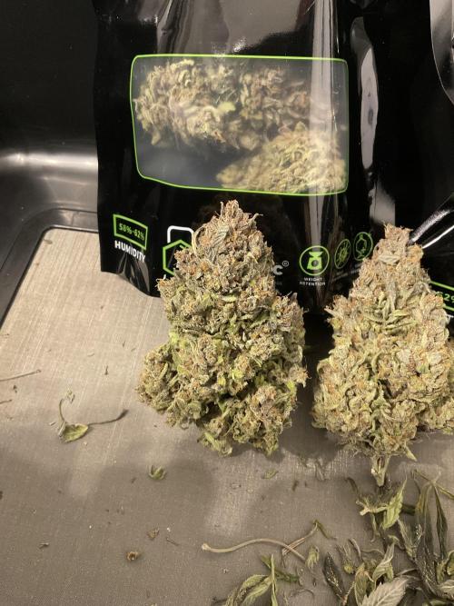 Strawberry Gorilla indoor FastBuds. Week 13