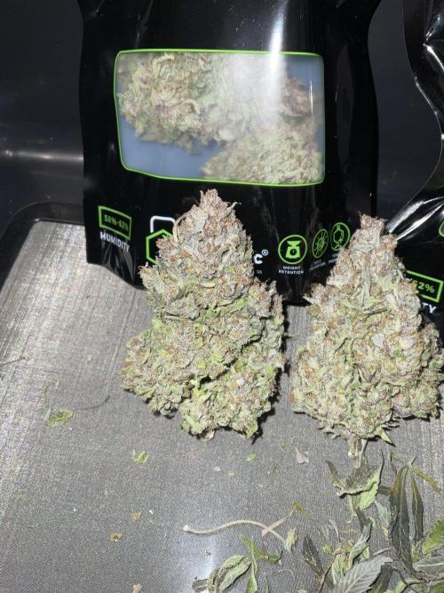 Strawberry Gorilla indoor FastBuds. Week 13