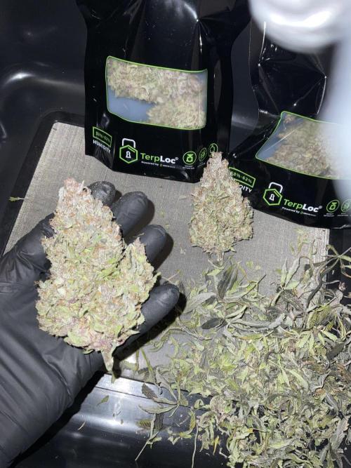 Strawberry Gorilla indoor FastBuds. Week 13