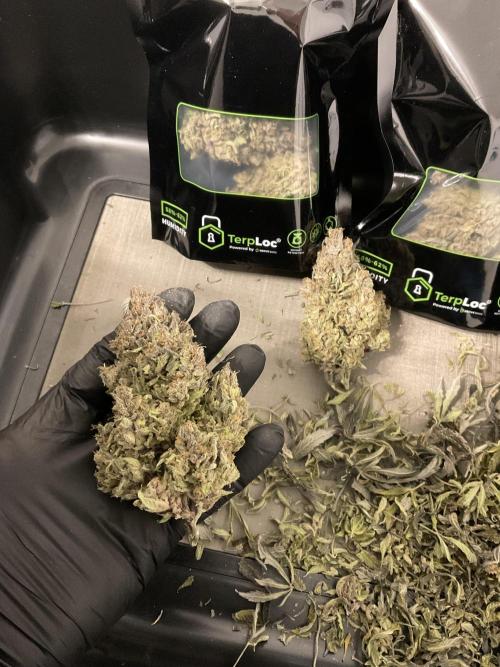 Strawberry Gorilla indoor FastBuds. Week 13