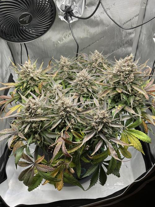 Strawberry Gorilla indoor FastBuds. Week 13