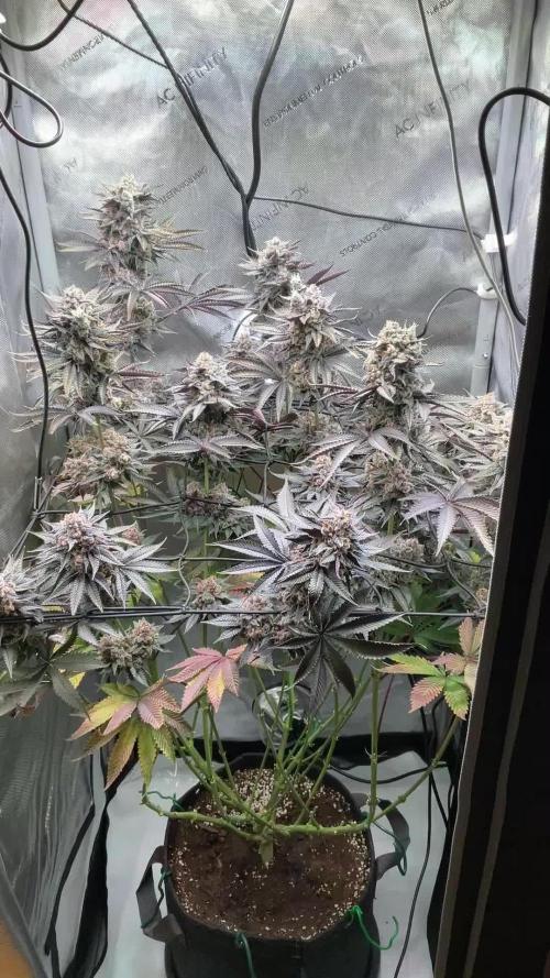 Blueberry pancakes indoor HSC