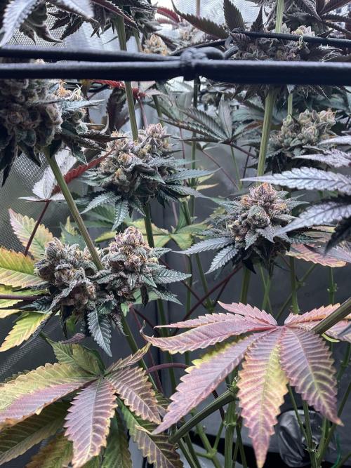 Blueberry pancakes indoor HSC. Week 14 - Tag 99 - BT 56