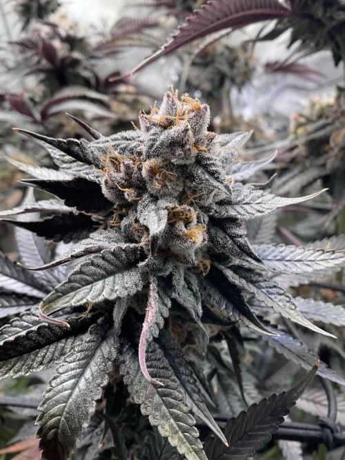 Blueberry pancakes indoor HSC. Week 14 - Tag 99 - BT 56