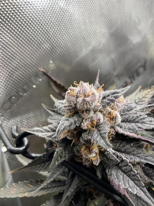 Blueberry pancakes indoor HSC. Week 14 - Tag 99 - BT 56