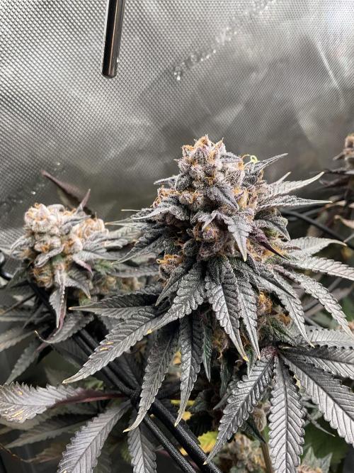 Blueberry pancakes indoor HSC. Week 14 - Tag 99 - BT 56