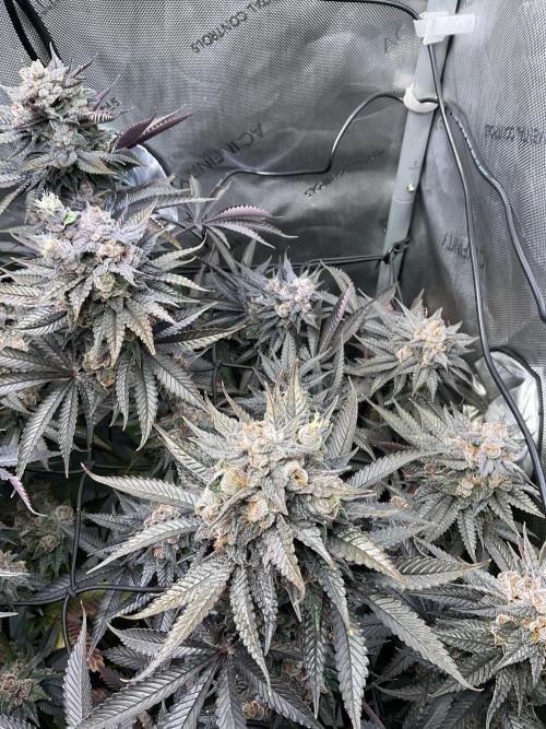 Blueberry pancakes indoor HSC. Week 14 - Tag 99 - BT 56