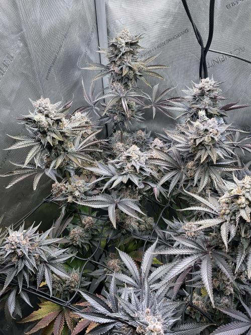 Blueberry pancakes indoor HSC. Week 14 - Tag 99 - BT 56