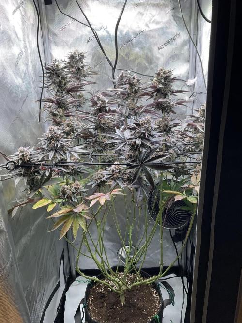 Blueberry pancakes indoor HSC. Week 14 - Tag 99 - BT 56