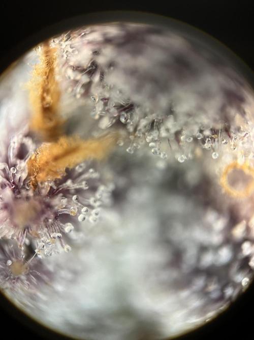 Blueberry pancakes indoor HSC. Week 14 - Tag 99 - BT 56