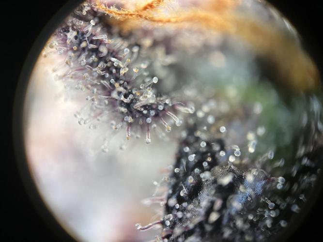 Blueberry pancakes indoor HSC. Week 14 - Tag 99 - BT 56