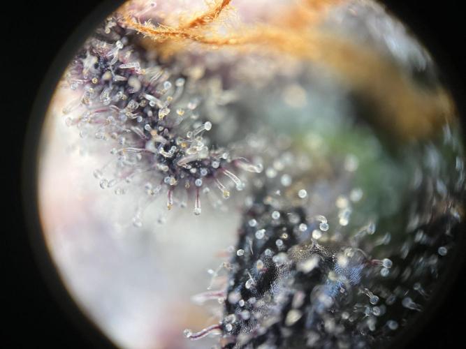 Blueberry pancakes indoor HSC. Week 14 - Tag 99 - BT 56