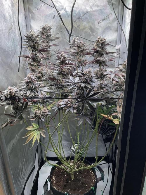 Blueberry pancakes indoor HSC. Week 15 - BT 62 / 105 gesamt