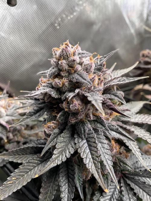 Blueberry pancakes indoor HSC. Week 15 - BT 62 / 105 gesamt