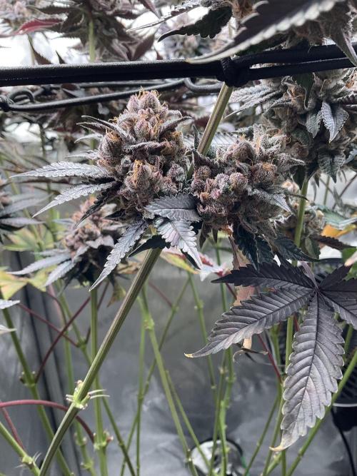 Blueberry pancakes indoor HSC. Week 15 - BT 62 / 105 gesamt