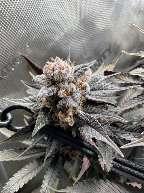 Blueberry pancakes indoor HSC. Week 15 - BT 62 / 105 gesamt