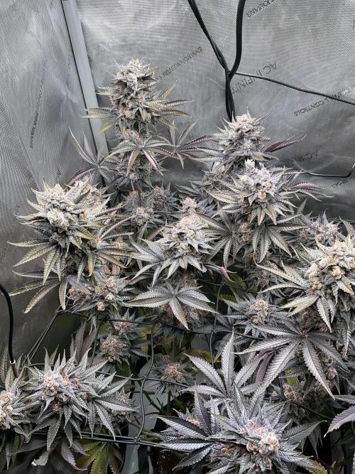 Blueberry pancakes indoor HSC. Week 15 - BT 62 / 105 gesamt