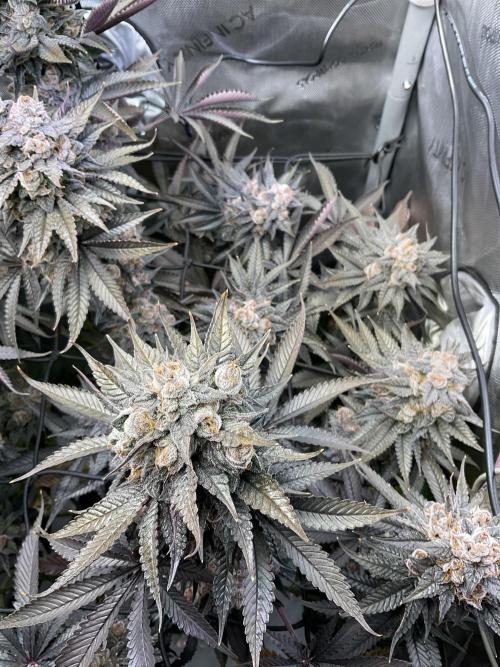 Blueberry pancakes indoor HSC. Week 15 - BT 62 / 105 gesamt