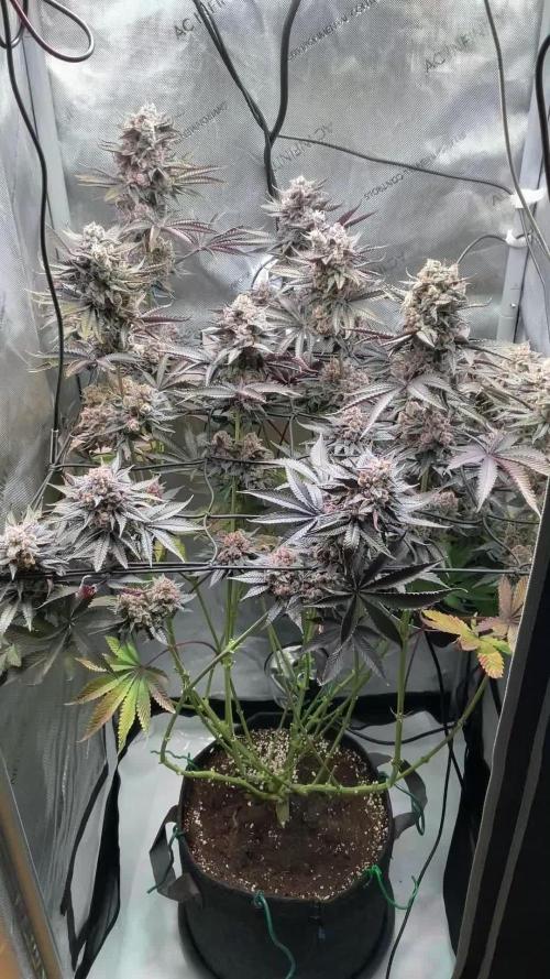 Blueberry pancakes indoor HSC