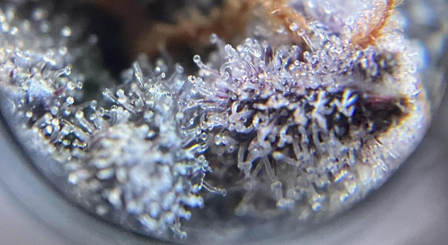 Blueberry pancakes indoor HSC. Week 15 - BT 62 / 105 gesamt