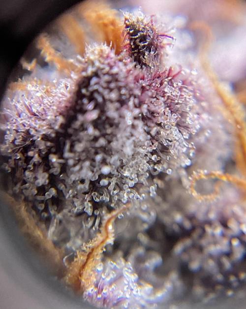 Blueberry pancakes indoor HSC. Week 15 - BT 62 / 105 gesamt