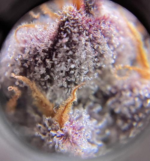 Blueberry pancakes indoor HSC. Week 15 - BT 62 / 105 gesamt