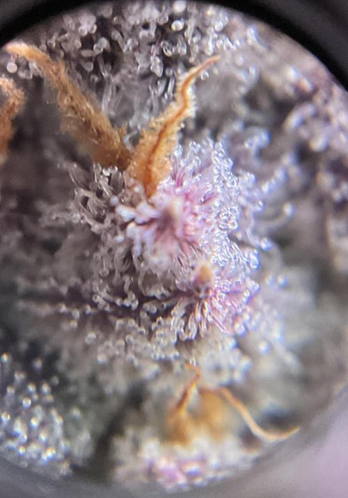 Blueberry pancakes indoor HSC. Week 15 - BT 62 / 105 gesamt