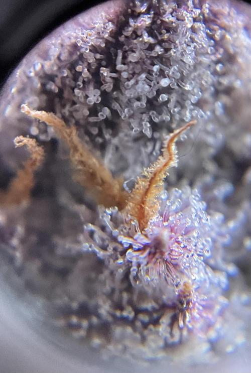 Blueberry pancakes indoor HSC. Week 15 - BT 62 / 105 gesamt