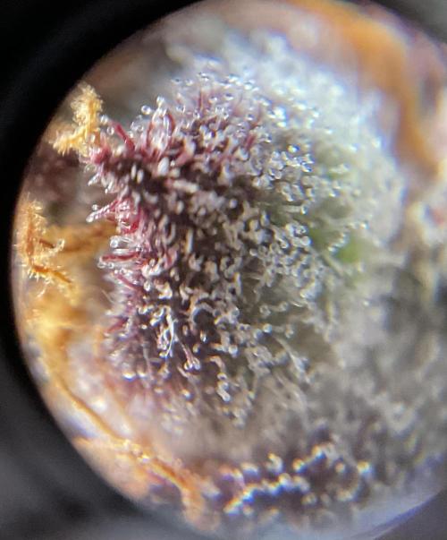 Blueberry pancakes indoor HSC. Week 15 - BT 62 / 105 gesamt