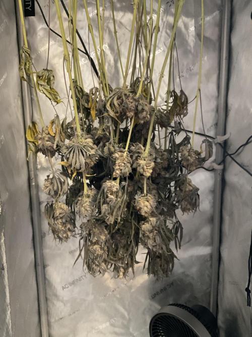 Blueberry pancakes indoor HSC. Week 16