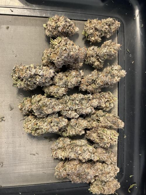 Blueberry pancakes indoor HSC. Week 16