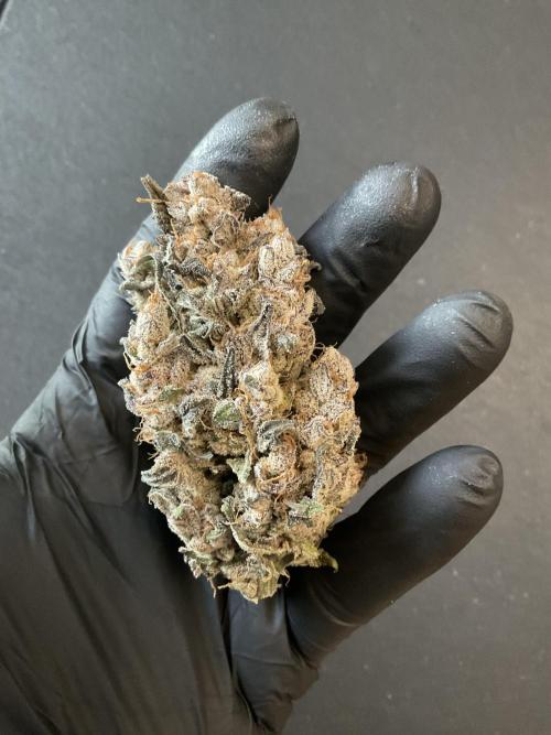 Blueberry pancakes indoor HSC. Week 16