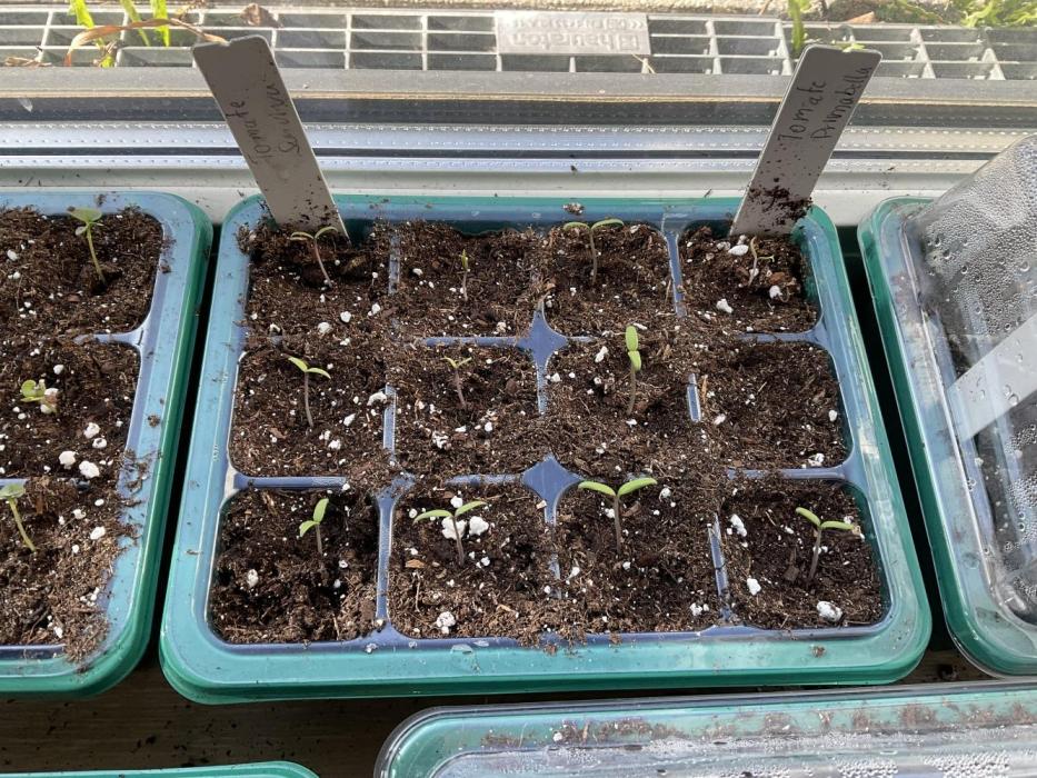 Tomatoes Sunviva / Primabella Outdoor. Week 0