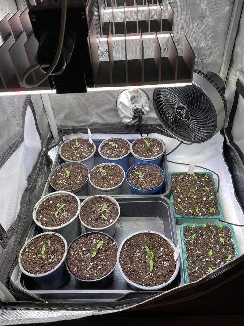 Tomatoes Sunviva / Primabella Outdoor. Week 1