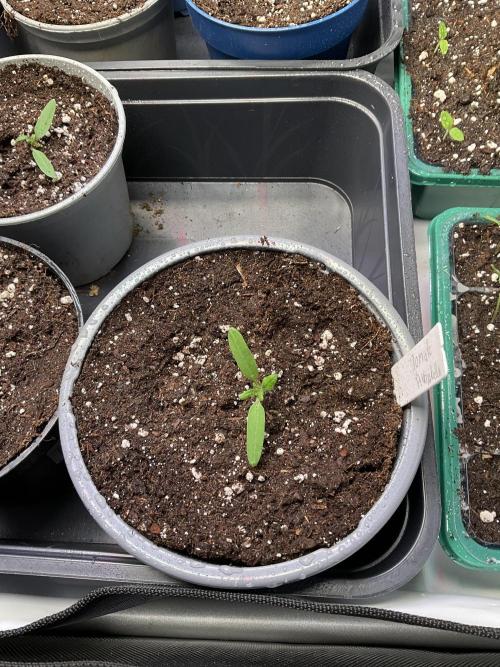 Tomatoes Sunviva / Primabella Outdoor. Week 1