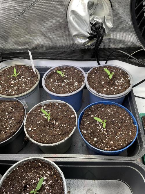 Tomatoes Sunviva / Primabella Outdoor. Week 1