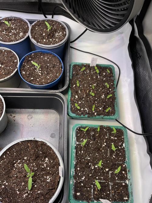 Tomatoes Sunviva / Primabella Outdoor. Week 1