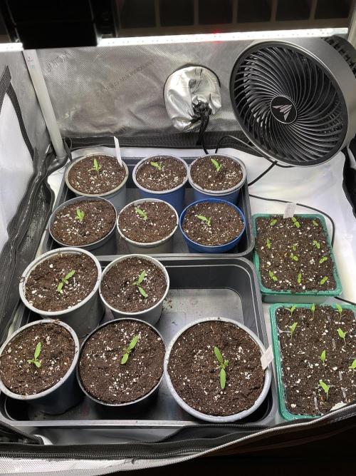 Tomatoes Sunviva / Primabella Outdoor. Week 1
