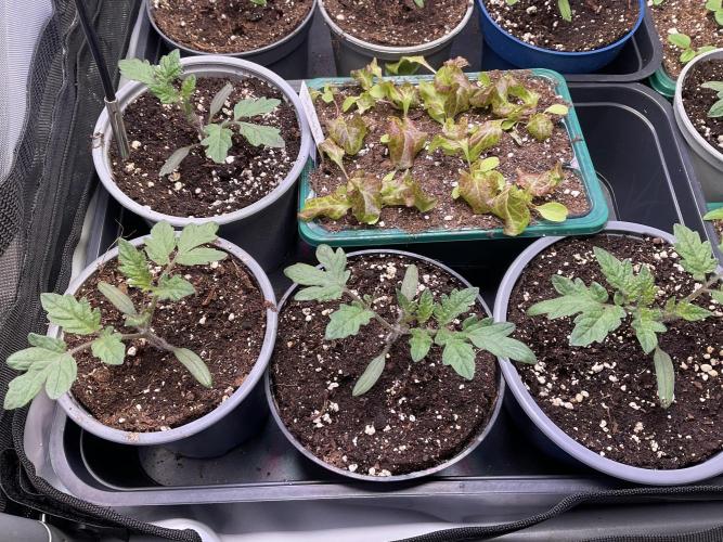Tomatoes Sunviva / Primabella Outdoor. Week 2
