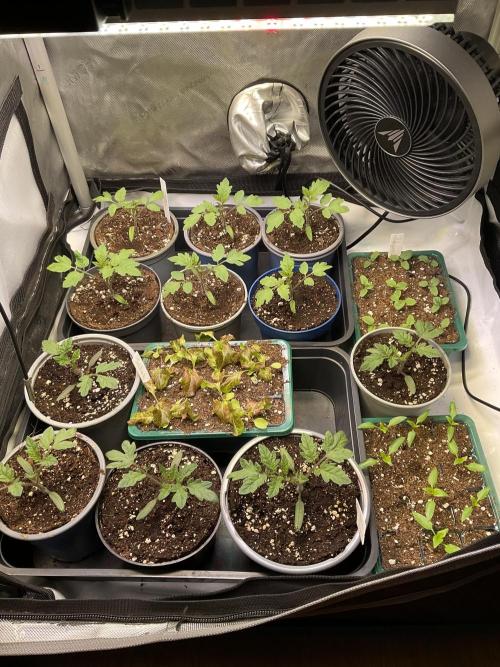 Tomatoes Sunviva / Primabella Outdoor. Week 2