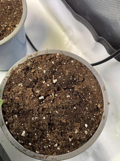 Mentha de Croco Fern-Type - TerpyZ. Week 0 - Nr. 1