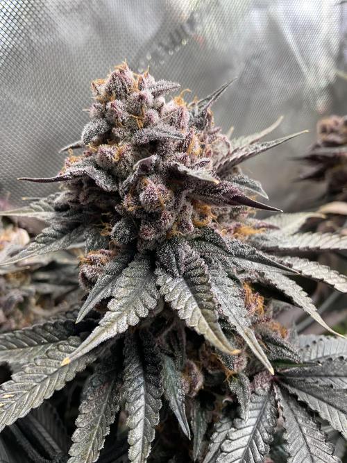 Blueberry Pancakes. Week 16