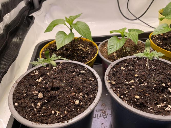 Mentha de Croco Fern-Type - TerpyZ. Week 1 - 2 x Mentha de croco  plus Peppers